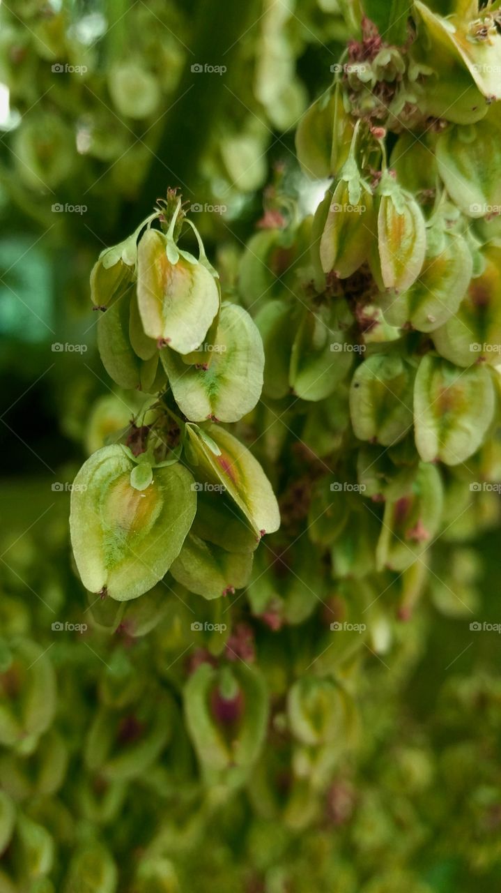 rhubarb seeds