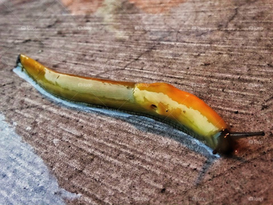 Giant banana slug