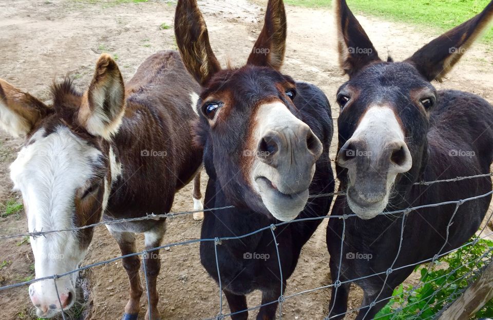 Very funny picture of two young happy and one old and sad donkeys
