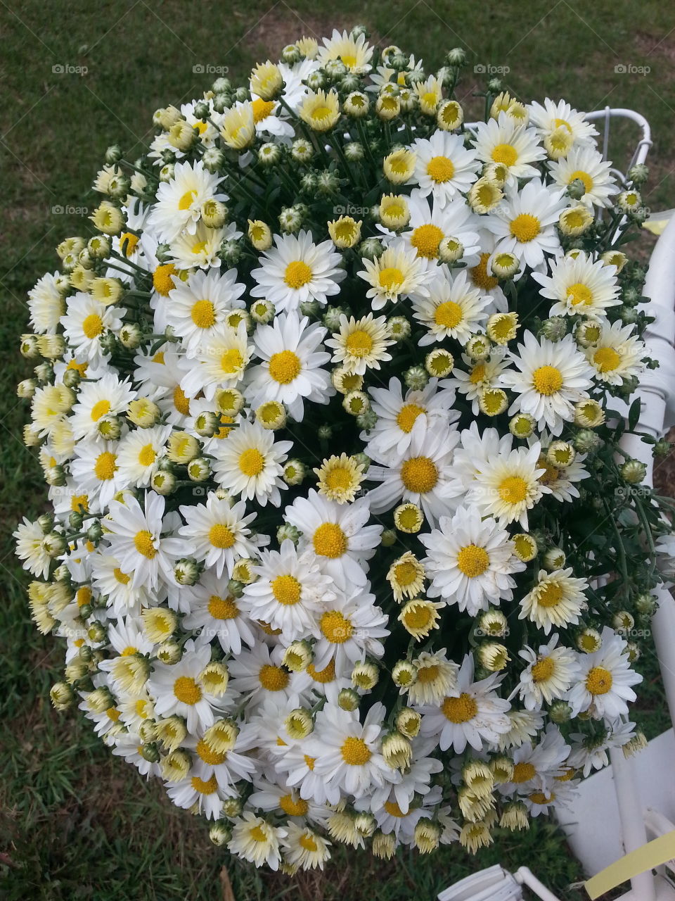 Daisy flower for wedding