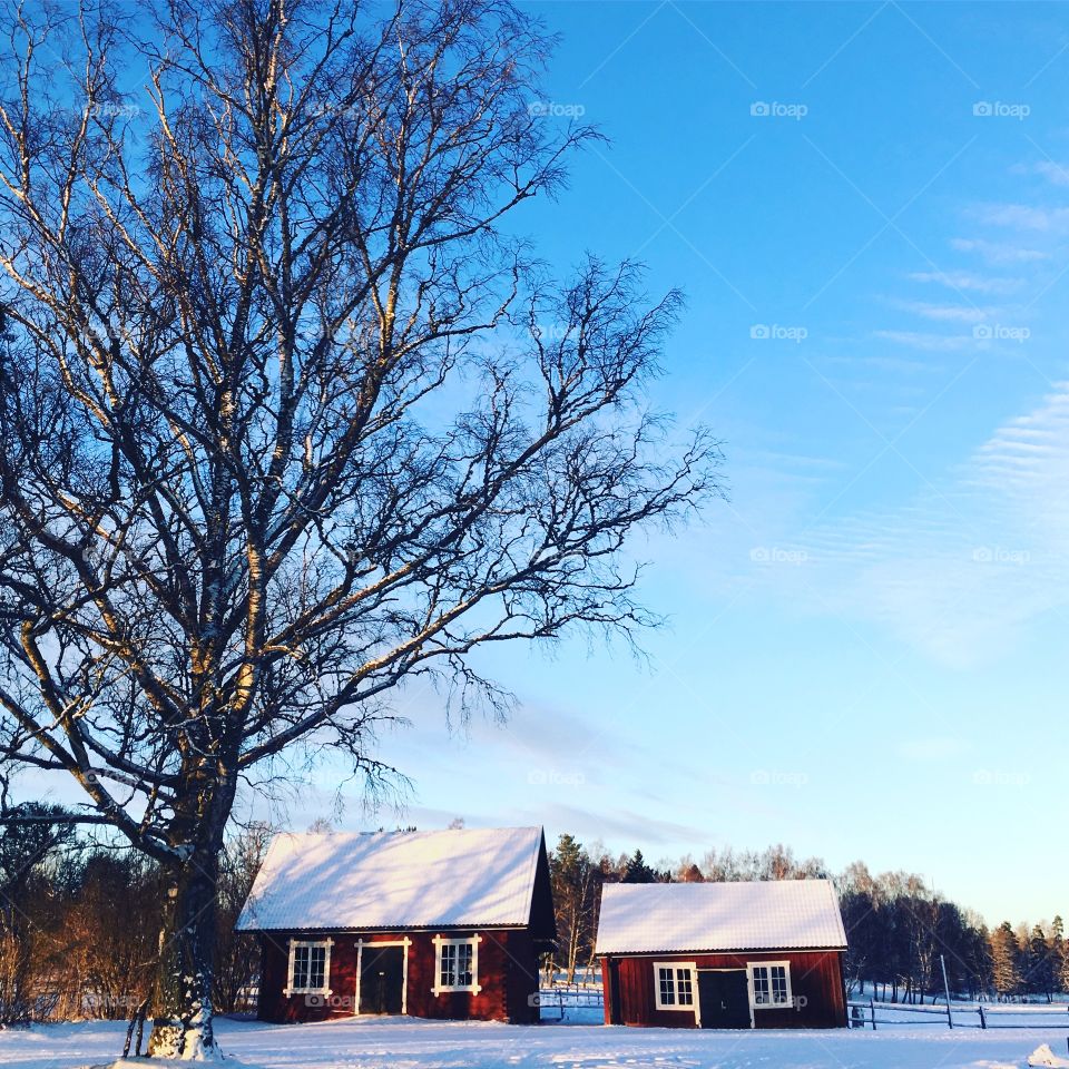 Two small red cottages in snowy landscape 