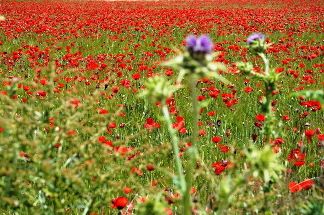 a field full off poppies, grass and some thistles