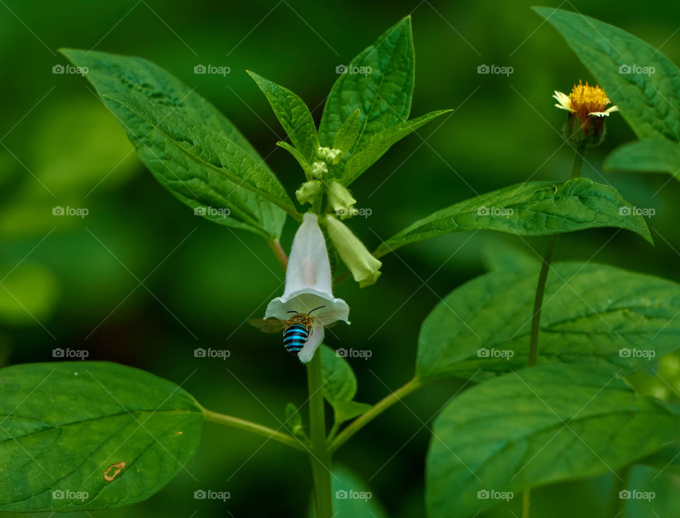 white  flower  - bee  entry