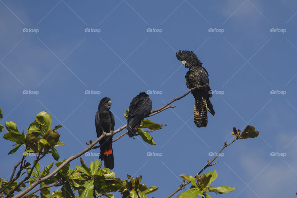 Australian black cockatoos sitting high in the trees
