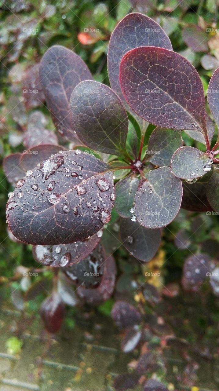 Rain drops on leaves