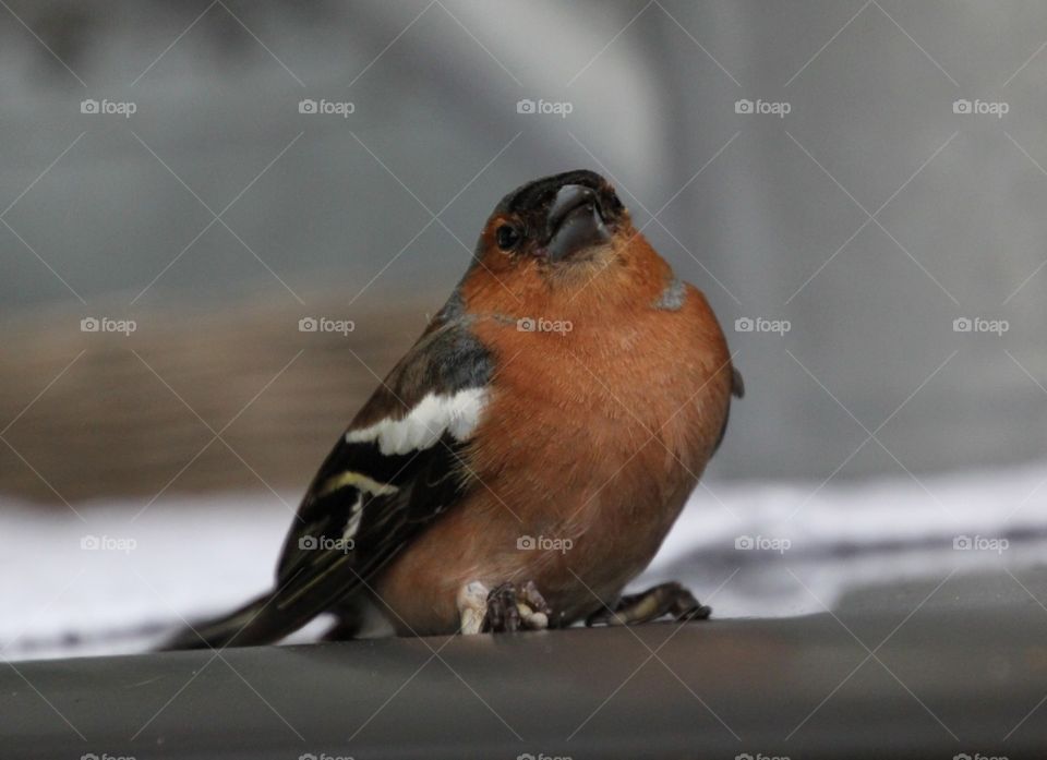 Chaffinch after having crashed into a window. It flew away after an hour's recovery.
