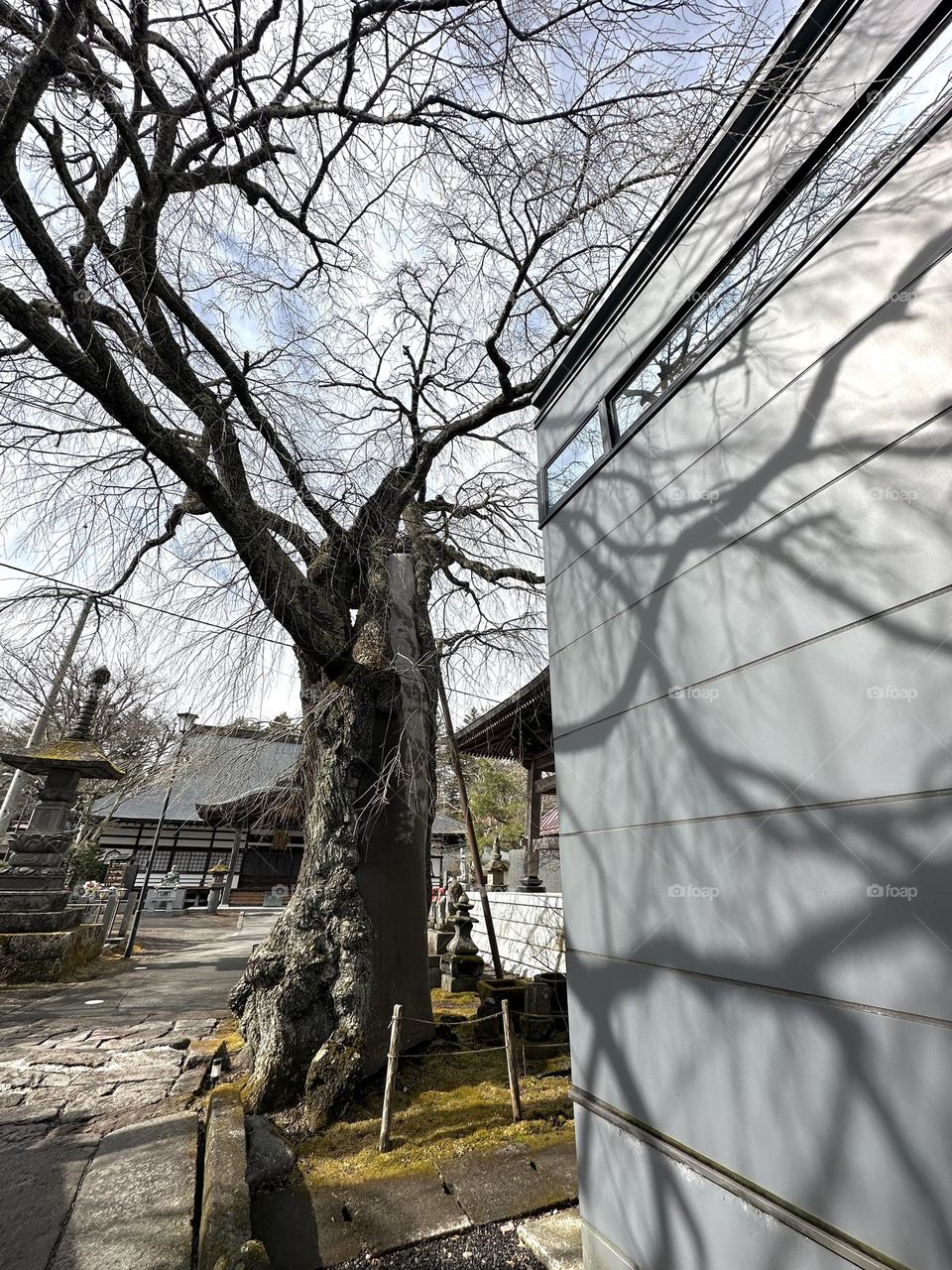 The unique artwork occurs when the shadow of the tree falls on the wall.