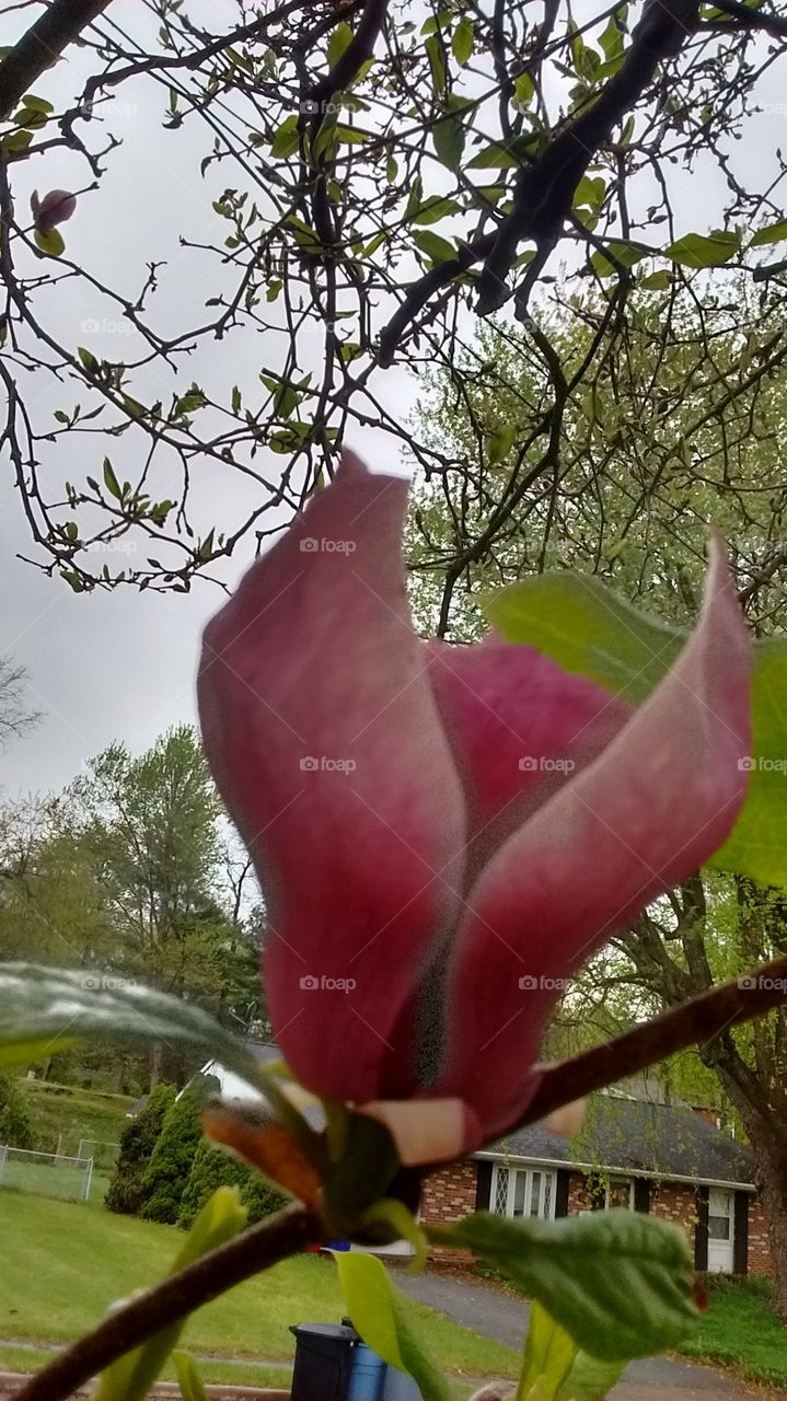 Pretty in Pink