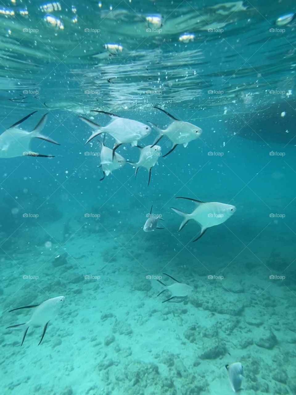 snorkeling off culebrita in the Caribbean Sea, legitimately swimming with the fishes