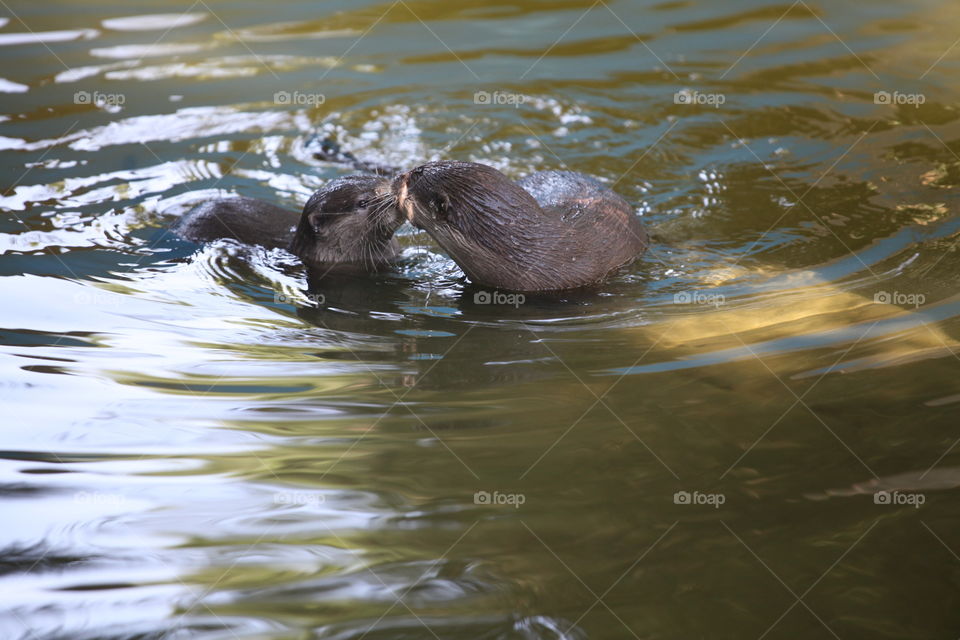 Two sea lion swimming in water
