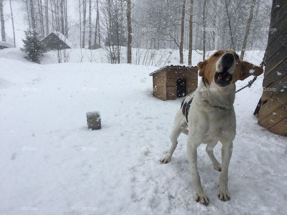 Собака русская пегая гончая лает охраняет дом зимой в снегопад