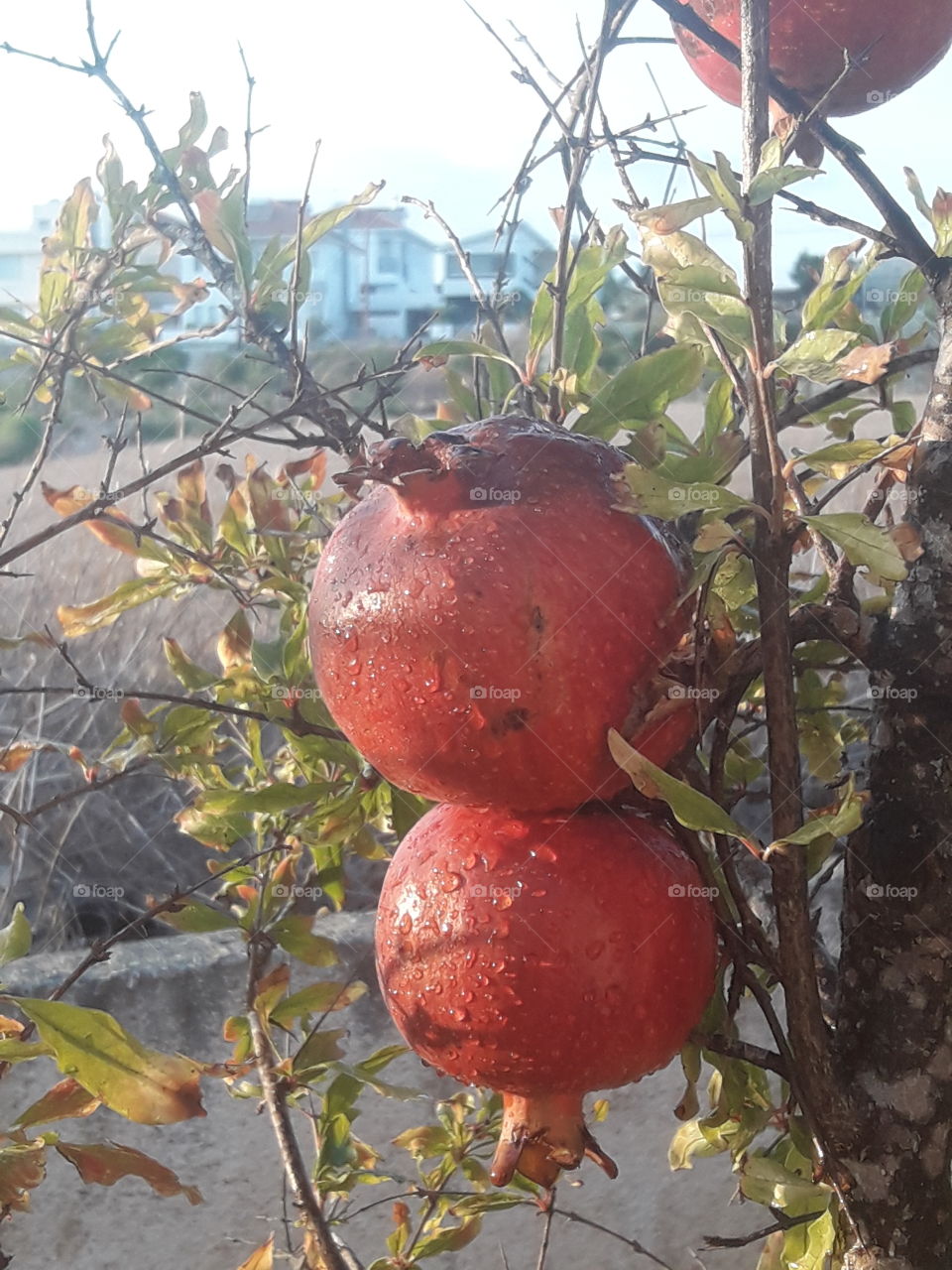 my beautiful fevourite tree pomegranates