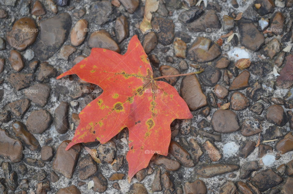 Canadian leave in Tennessee