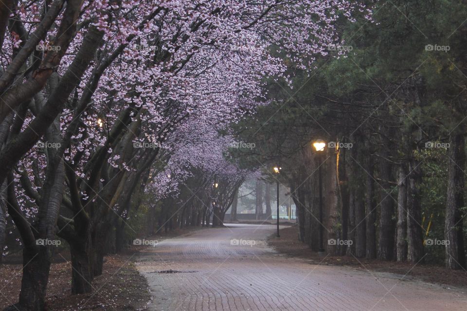 It's cherry blossom time!