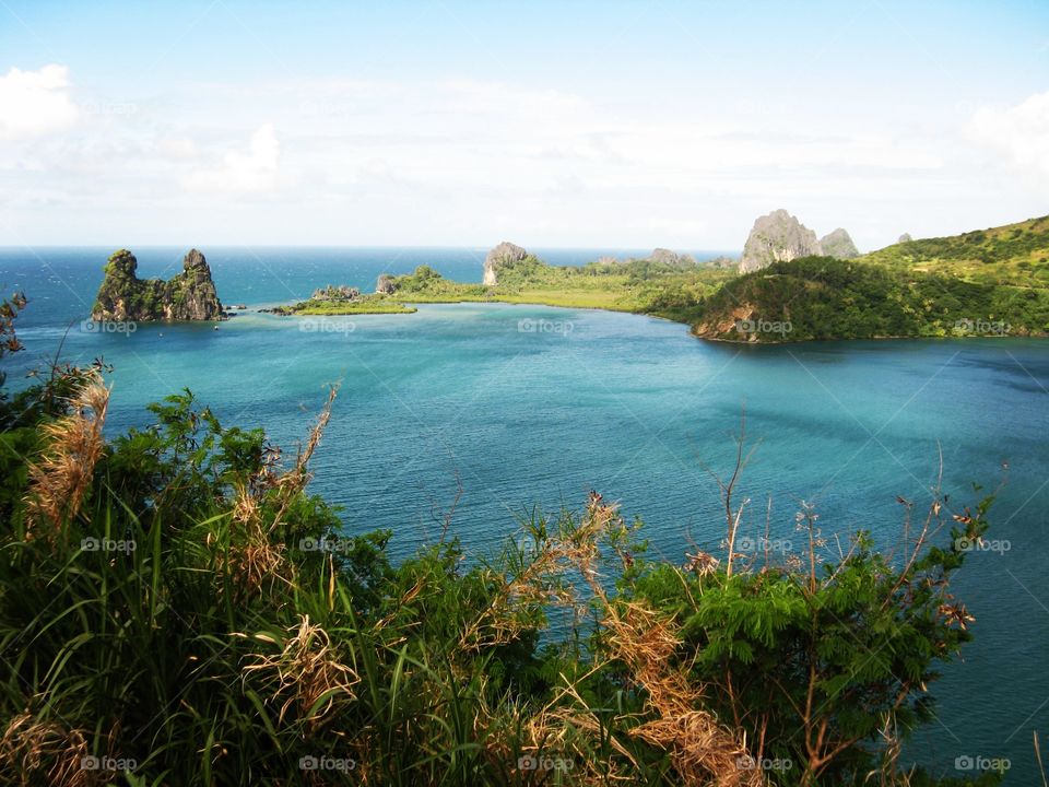 New Caledonia chicken hen