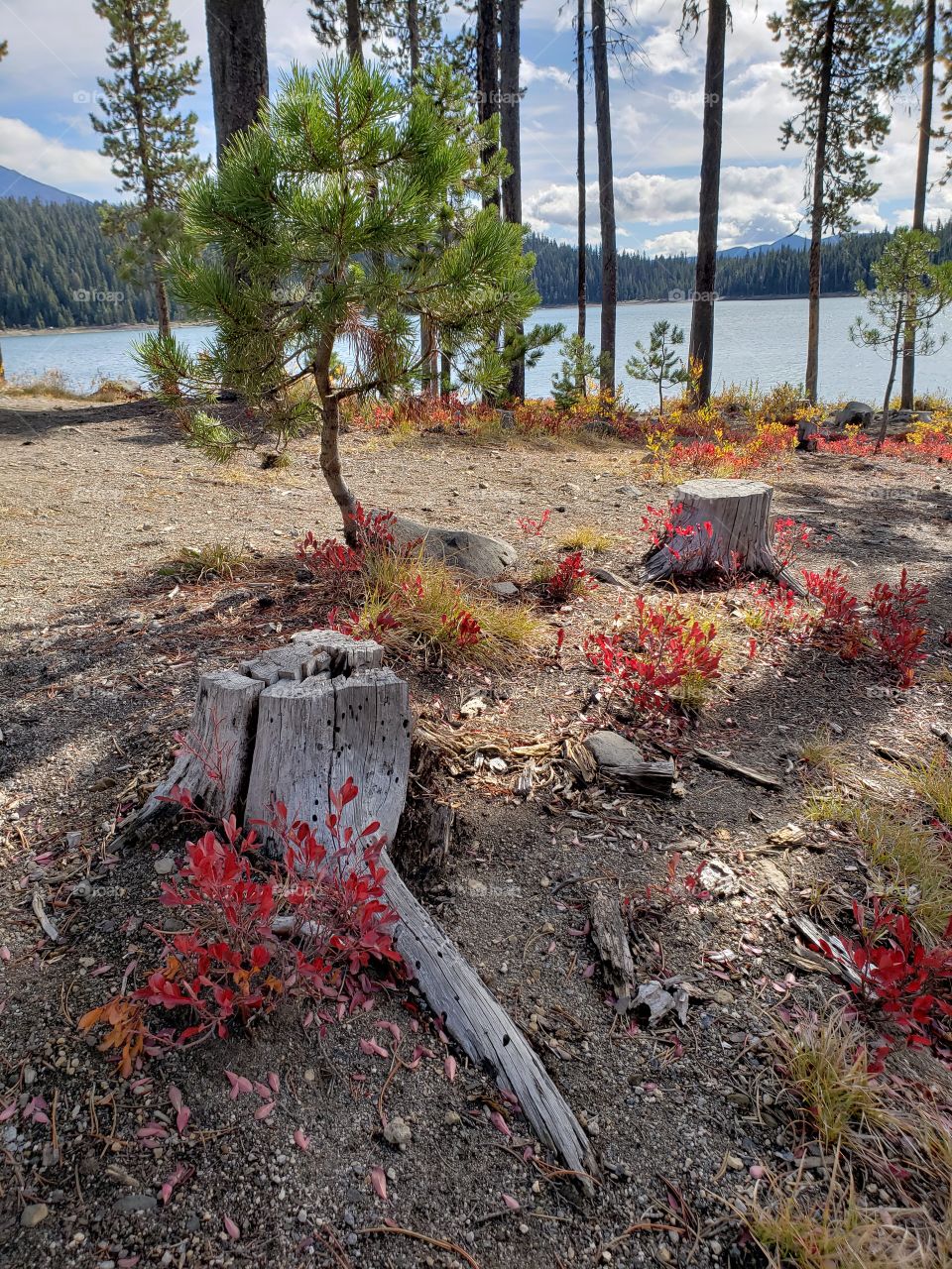 Brilliant fall colors of a landscape on the shores of Elk Lake in Oregon’s Cascade Mountains