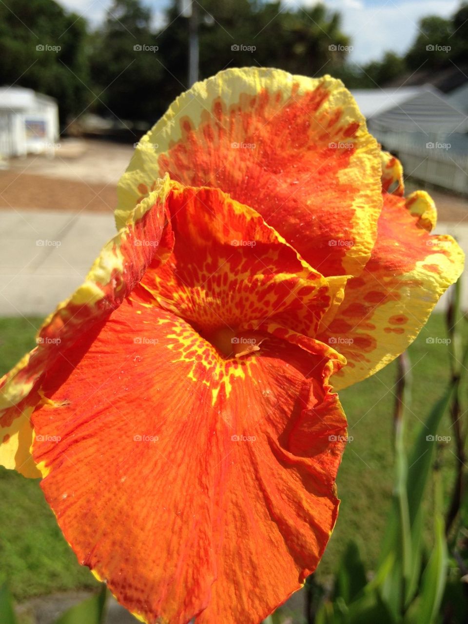 Orange flower close up