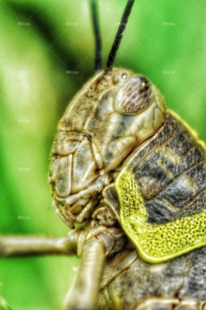 head of grasshopper