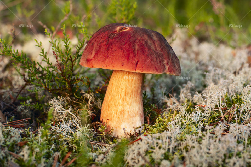 Autumn mushroom in the forest