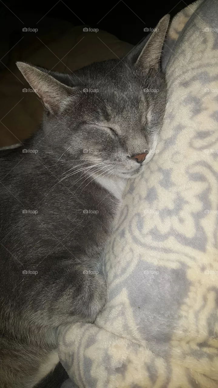 Cat nap