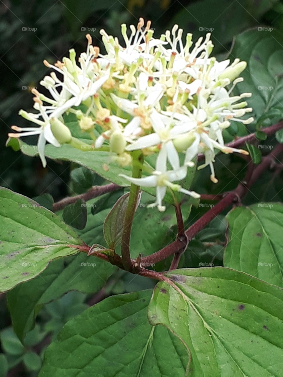 No Person, Nature, Leaf, Flora, Closeup