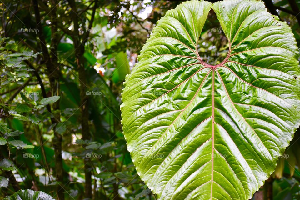 Elephant ear taro leaf - Alocasia macrorrhizos