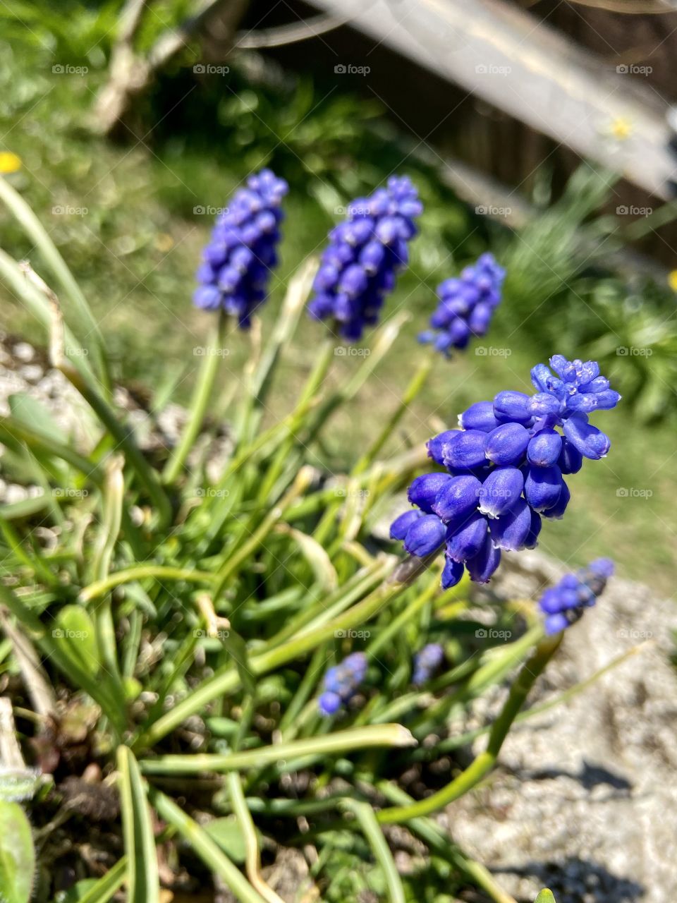 Pretty in Blue - beautiful, delicate and vibrant. I absolutely adore these, they’re just amazing 🤩