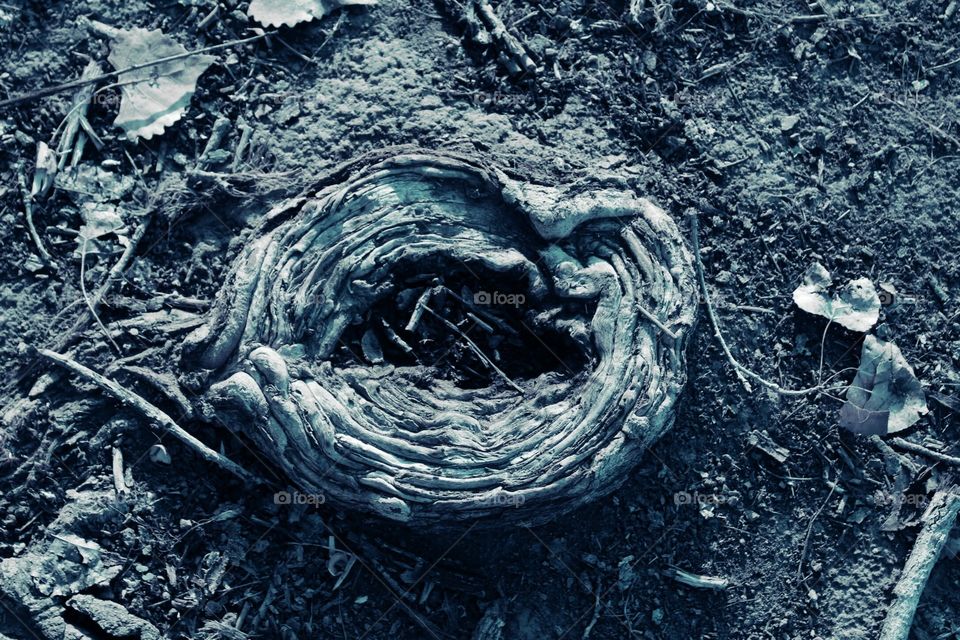 black and white nature