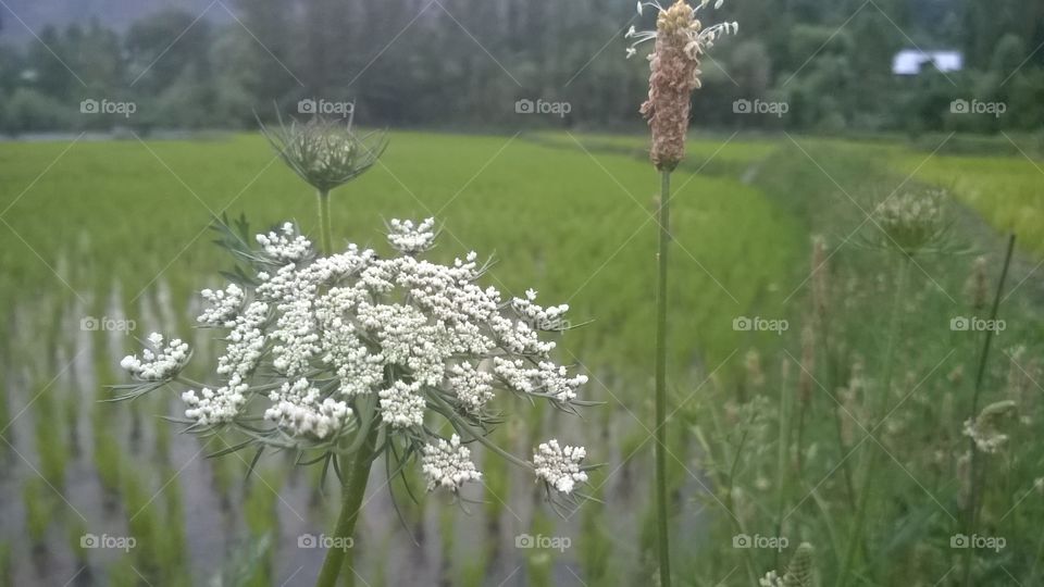 flowers