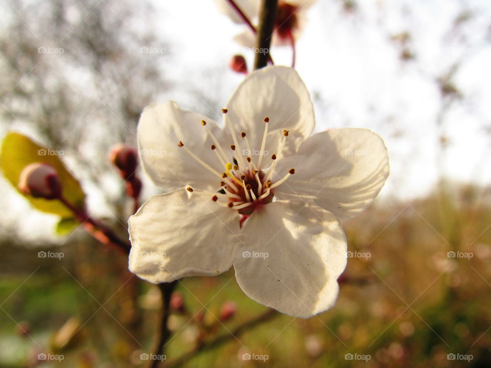 cherry blossom