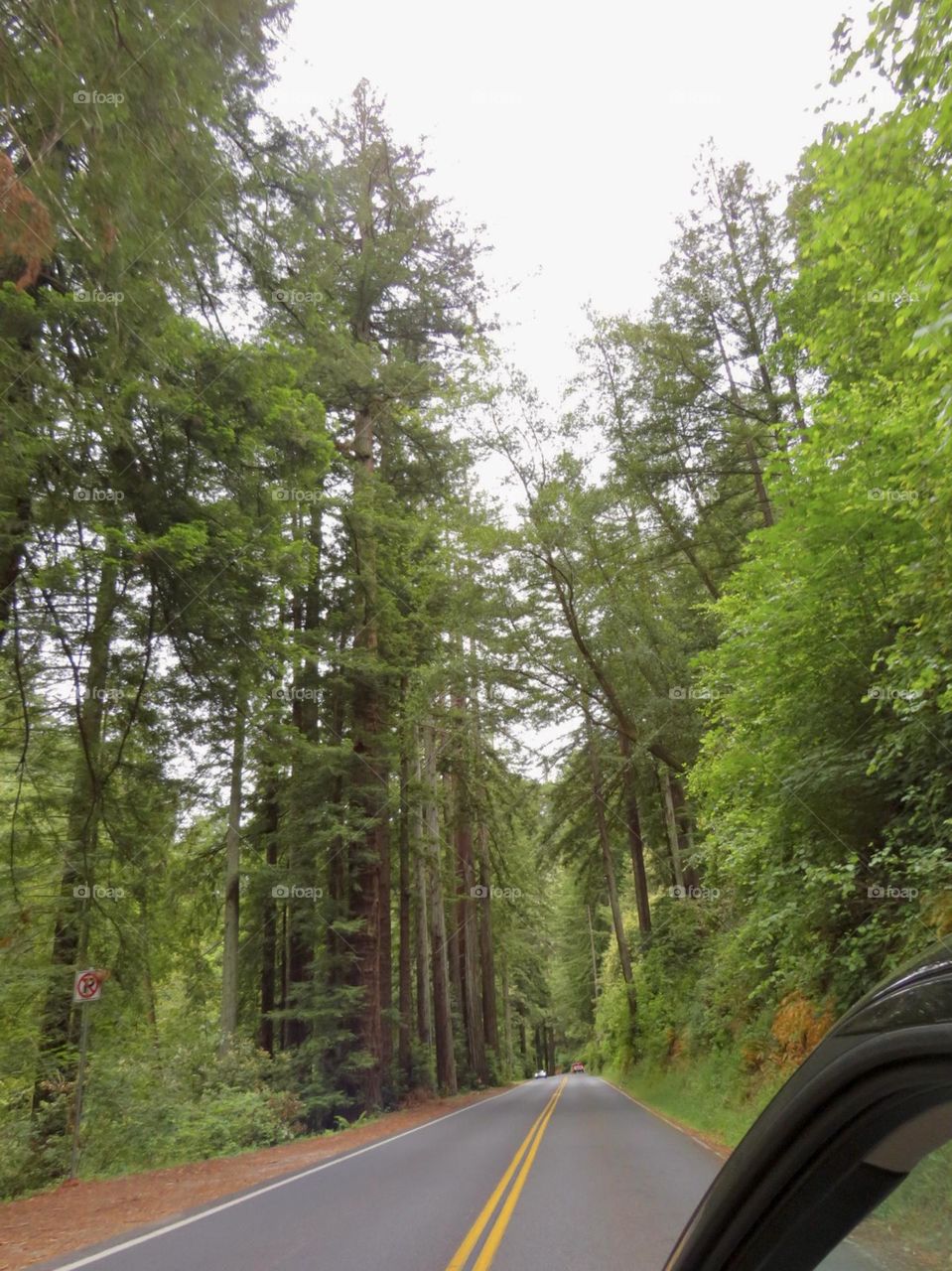 Driving Through California’s Redwoods