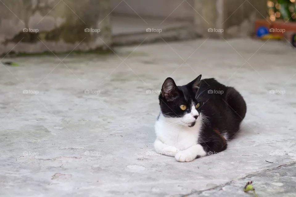 My Cat