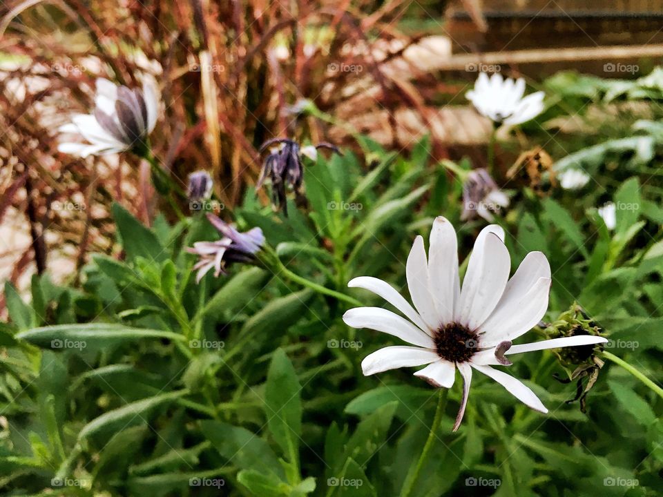 White flower