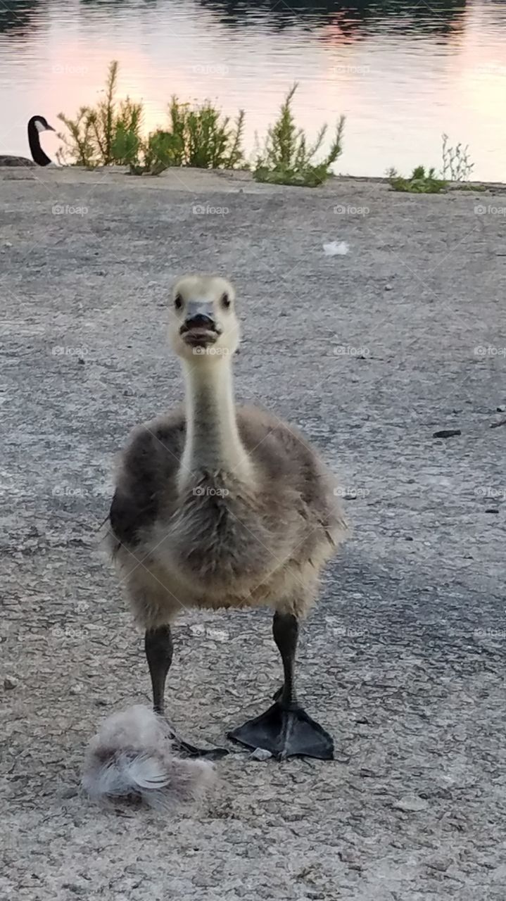 Bold baby goose standing tall