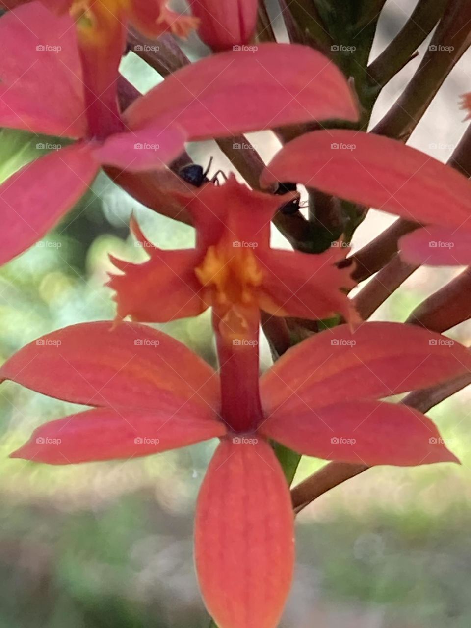 Flor de orquídea vermelha. Pequenas florzinhas vermelhas com miolo amarelo formando um cacho grande. Fundo desfocado.
