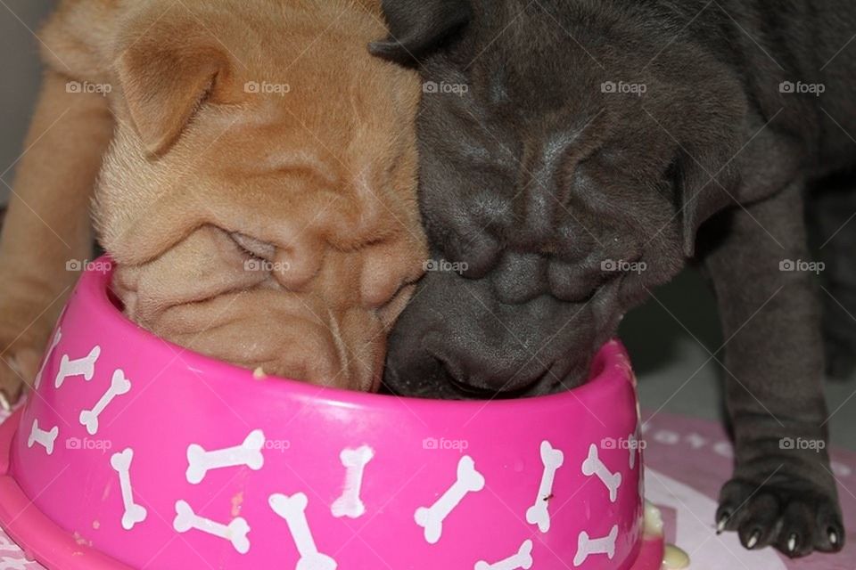 Sharing Dinner Bowl