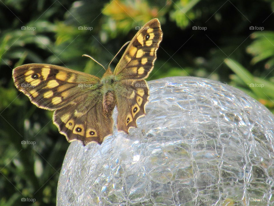 Speckled wood butterfly on crackle ball garden solar light