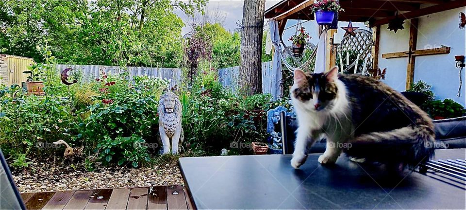 A cat walks over garden table somewhere in rural „Bavaria“, Germany on a hot summer day in August 2023. We can also see a sculpture, a loft, some netting and not to forget lush green vegetation. Hypnotic Productions
