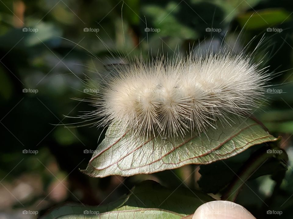 spilosoma virginica caterpillar