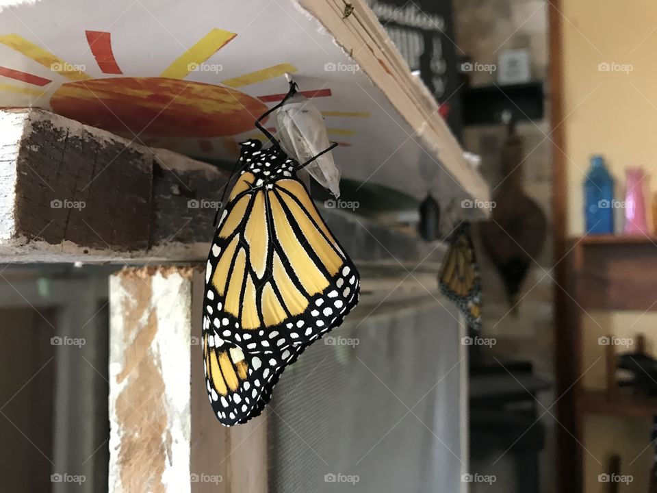 Monarch Butterflies 