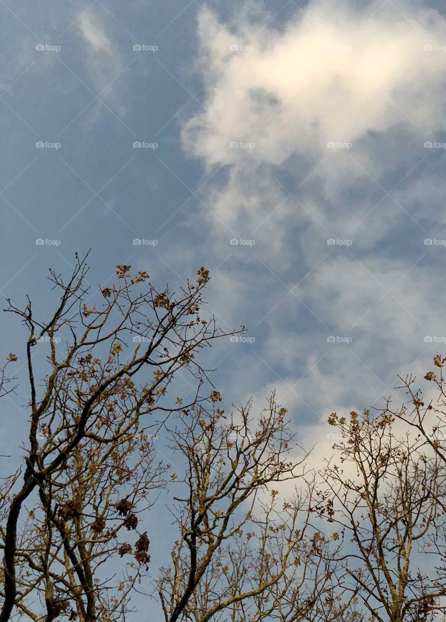 Tree branches against cloudy sky