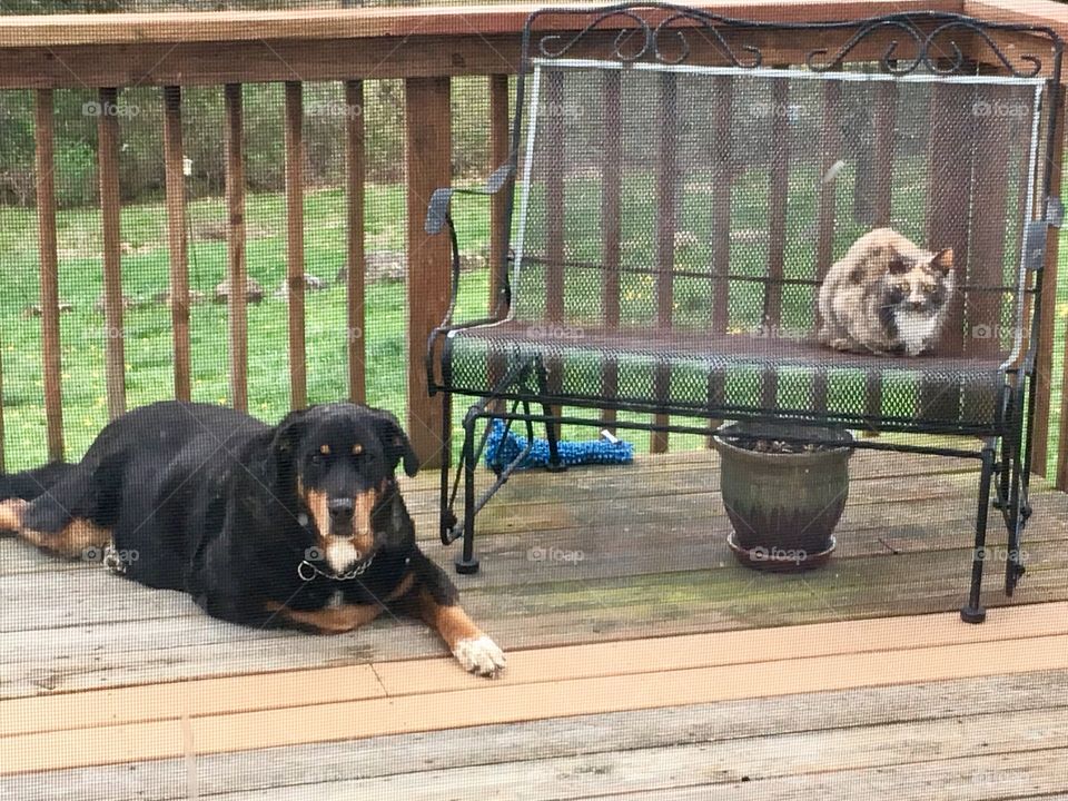 Bear and Gypsie girl enjoying the afternoon sun.