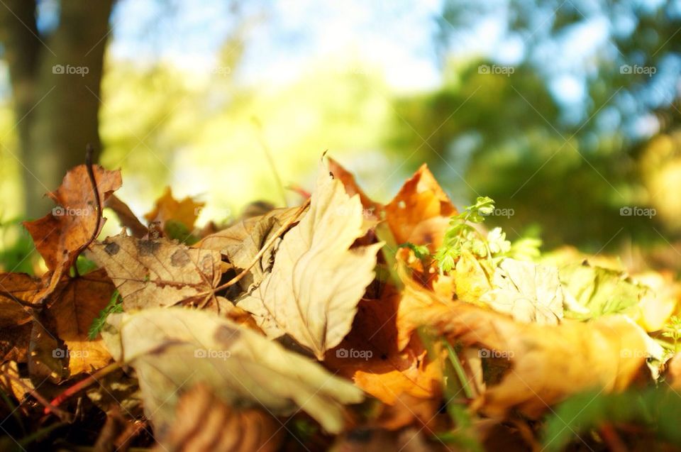 Autumn leaves on the forest floor
