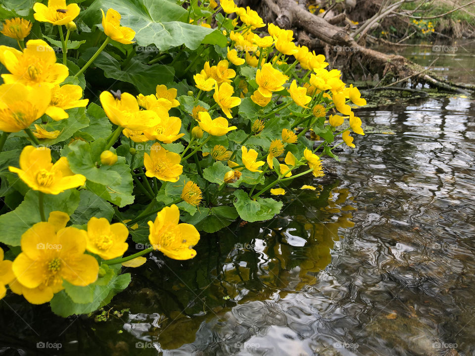 yellow flower on water