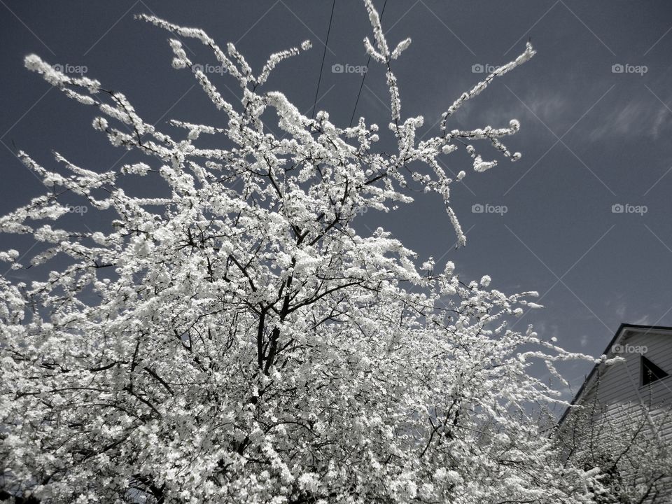 Tree, Branch, Cherry, Winter, Season