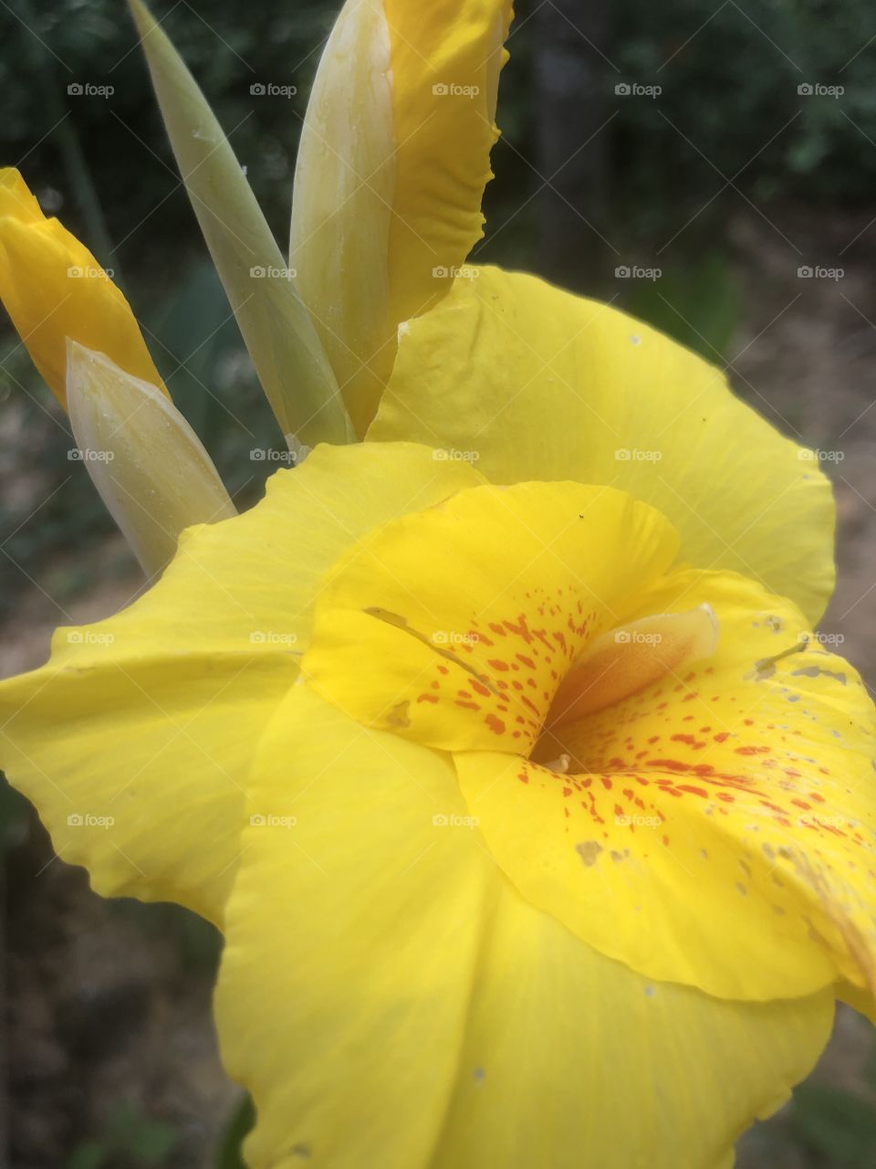 Yellow Canna lilies in bloom