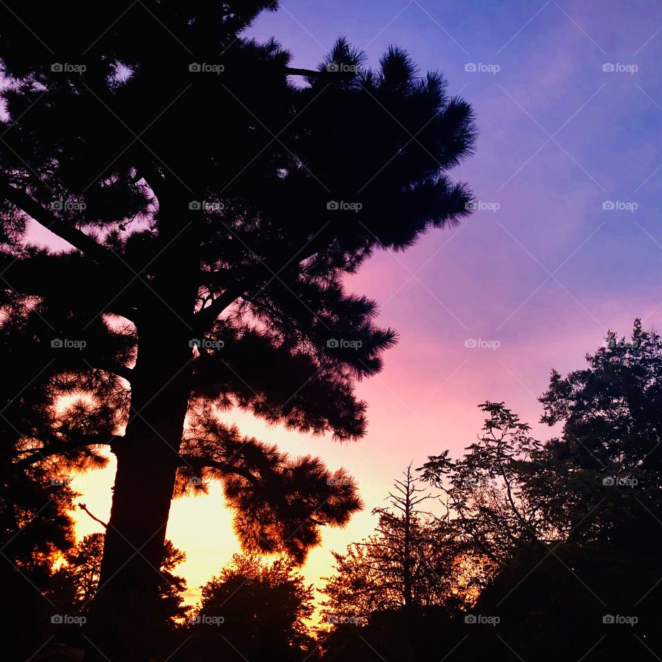 Sunset Through the Pines 