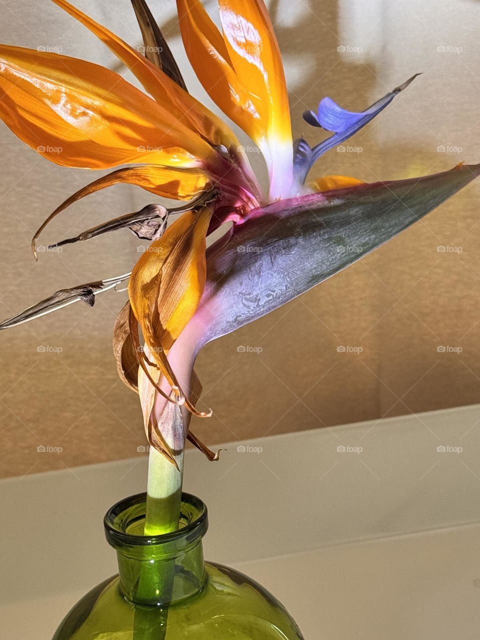 Bird of Paradise (Strelitzia reginae) flower in small green glass bottle on white background 