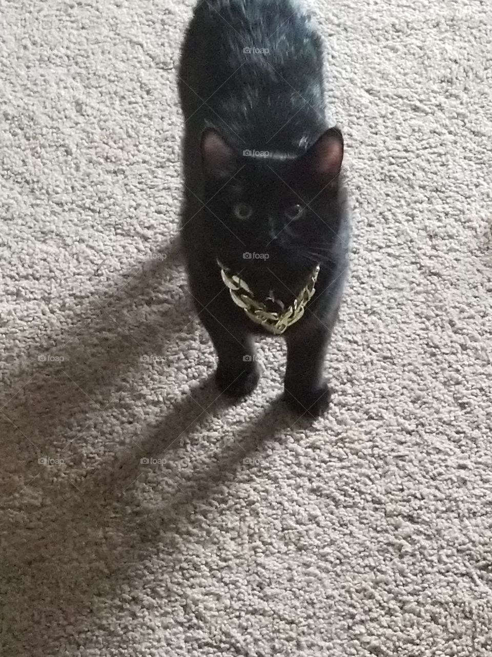 cat in gold chains