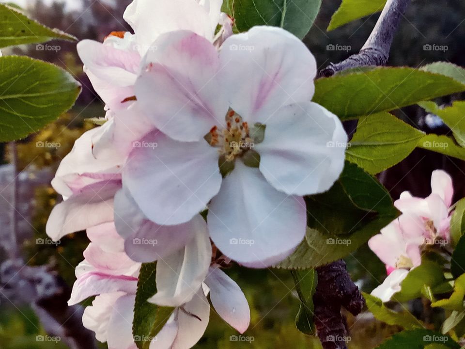 Plum tree's blooming in my garden